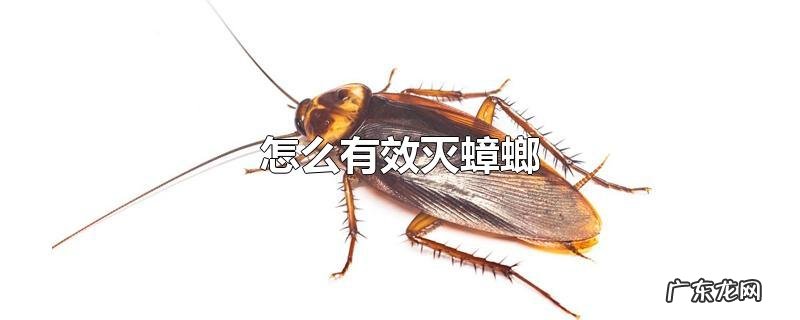 怎么有效灭蟑螂