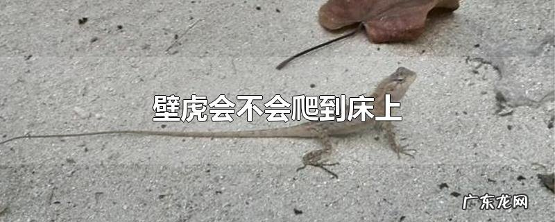 壁虎会不会爬到床上