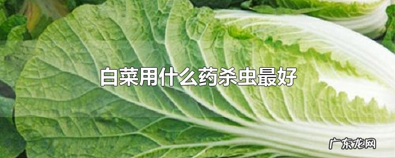 白菜用什么药杀虫最好