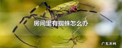 房间里有蜘蛛怎么办