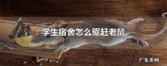 学生宿舍怎么驱赶老鼠