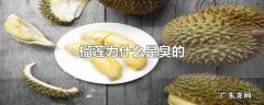 榴莲为什么是臭的