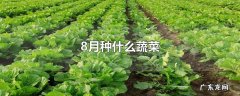 8月种什么蔬菜