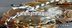 大闸蟹公的贵还是母的贵