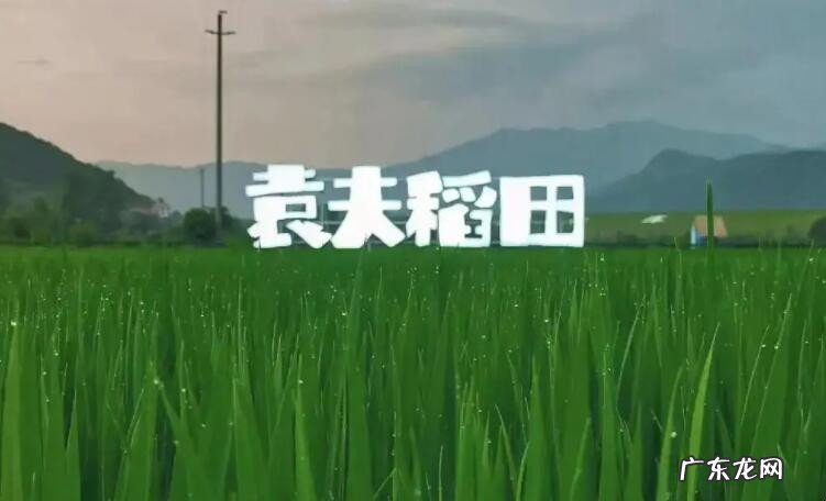 袁夫稻田在哪里