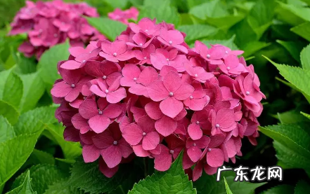 绣球花为什么不吉利