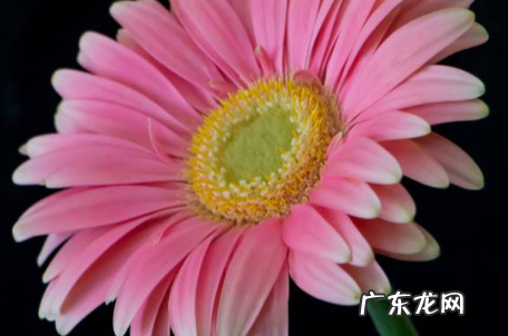 雏菊放在卧室好吗