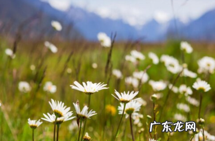 雏菊放在卧室好吗