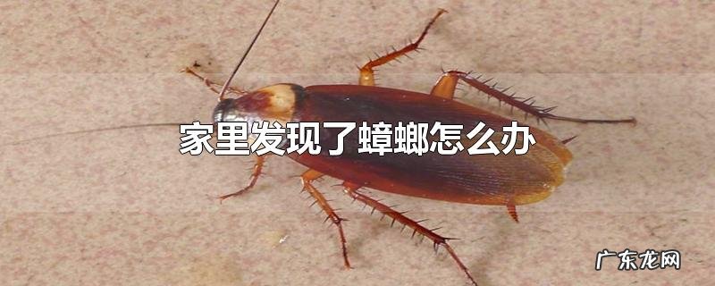 家里发现了蟑螂怎么办