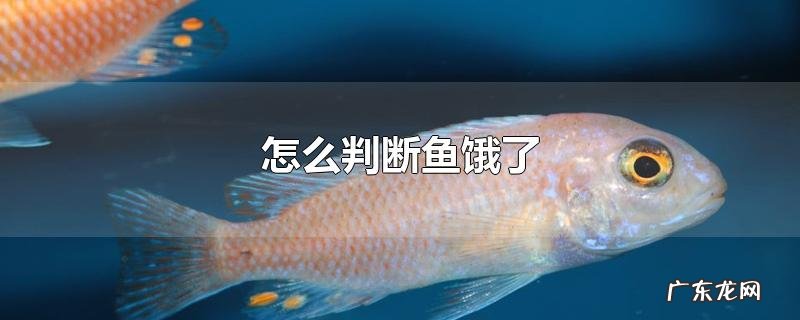 怎么判断鱼饿了
