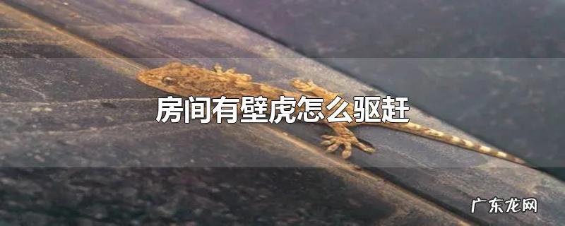 房间有壁虎怎么驱赶