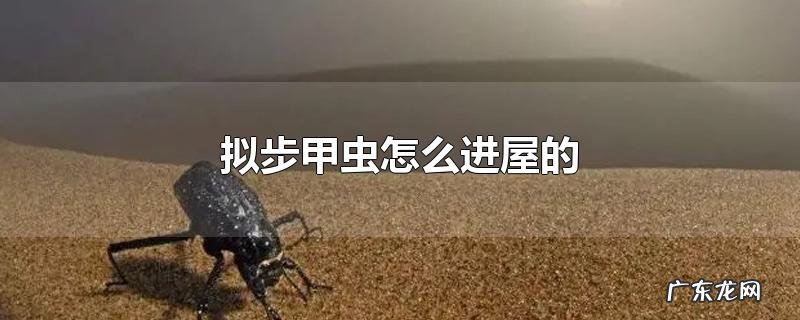 拟步甲虫怎么进屋的