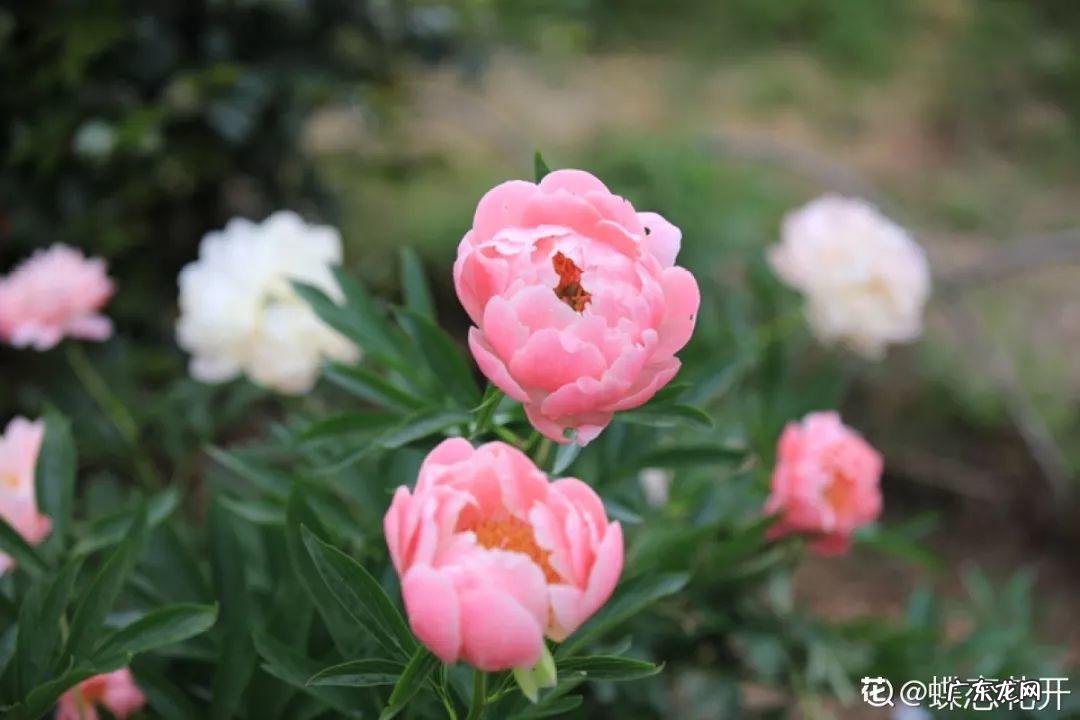 家飞进蛾子还下很多蛋风水