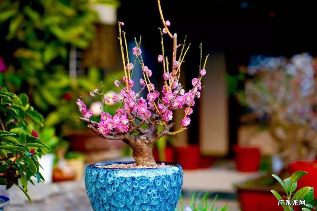 家飞进蛾子还下很多蛋风水