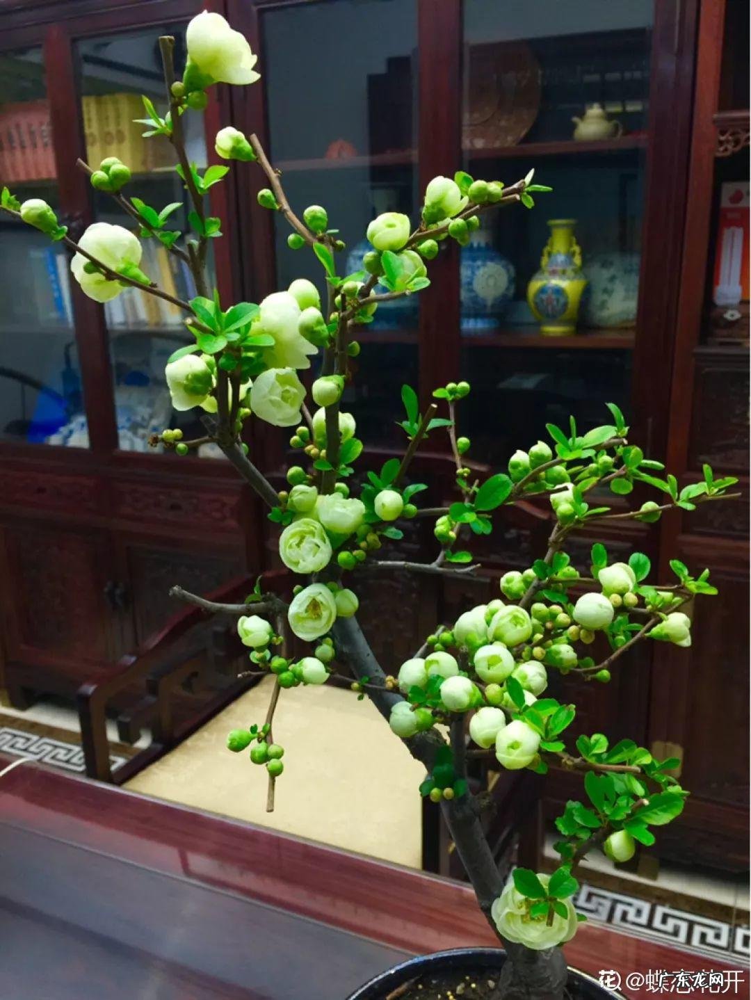 家飞进蛾子还下很多蛋风水