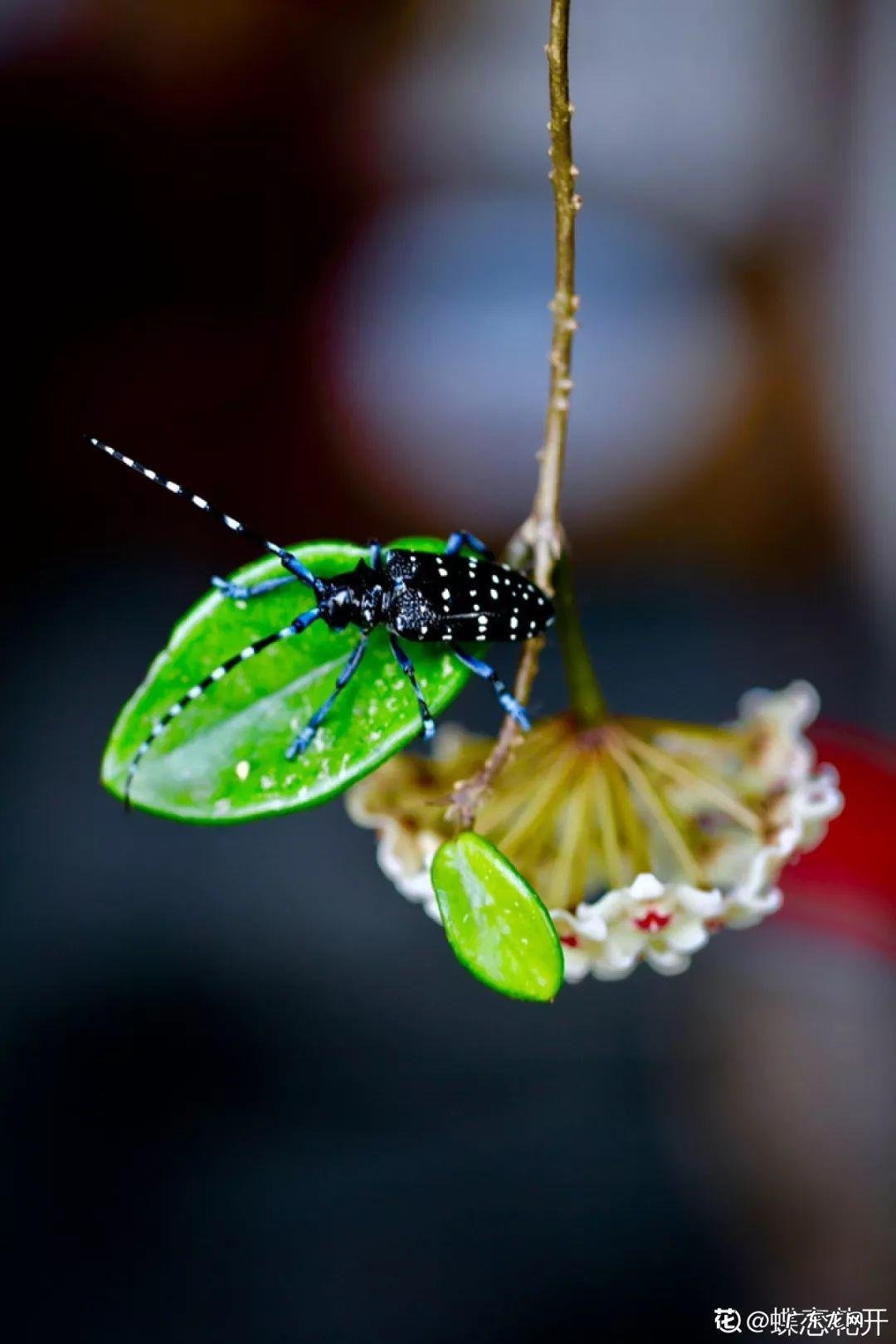 家飞进蛾子还下很多蛋风水
