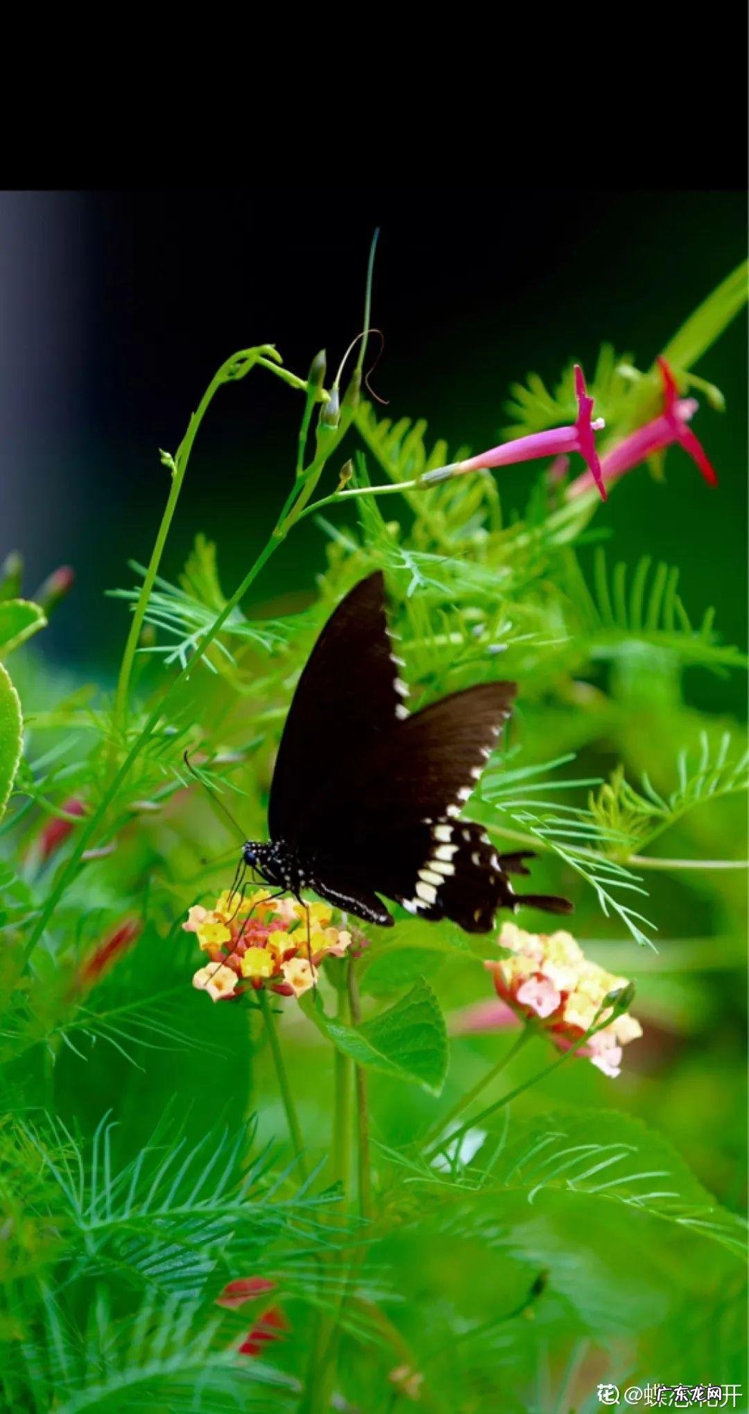 家飞进蛾子还下很多蛋风水