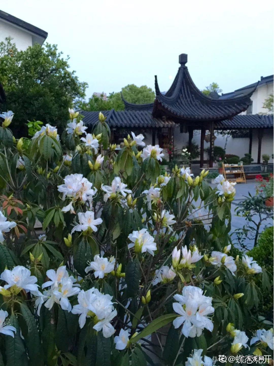 家飞进蛾子还下很多蛋风水