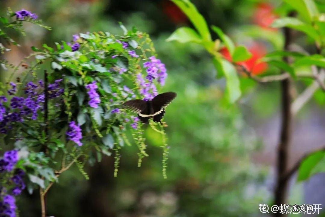 家飞进蛾子还下很多蛋风水