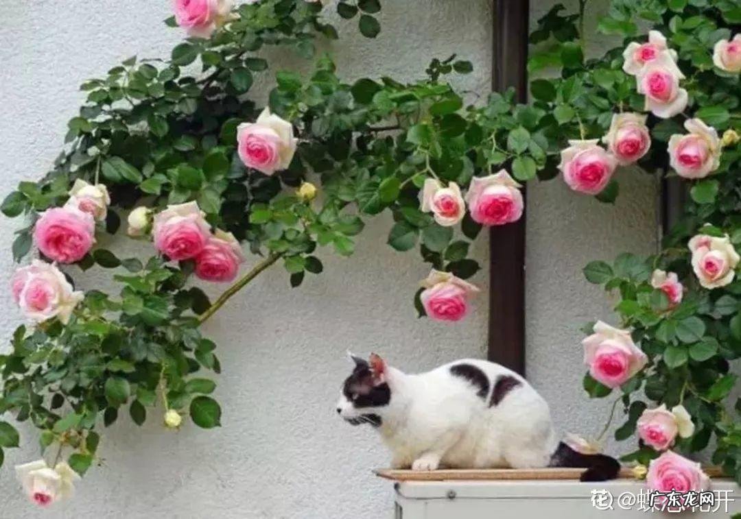 家飞进蛾子还下很多蛋风水