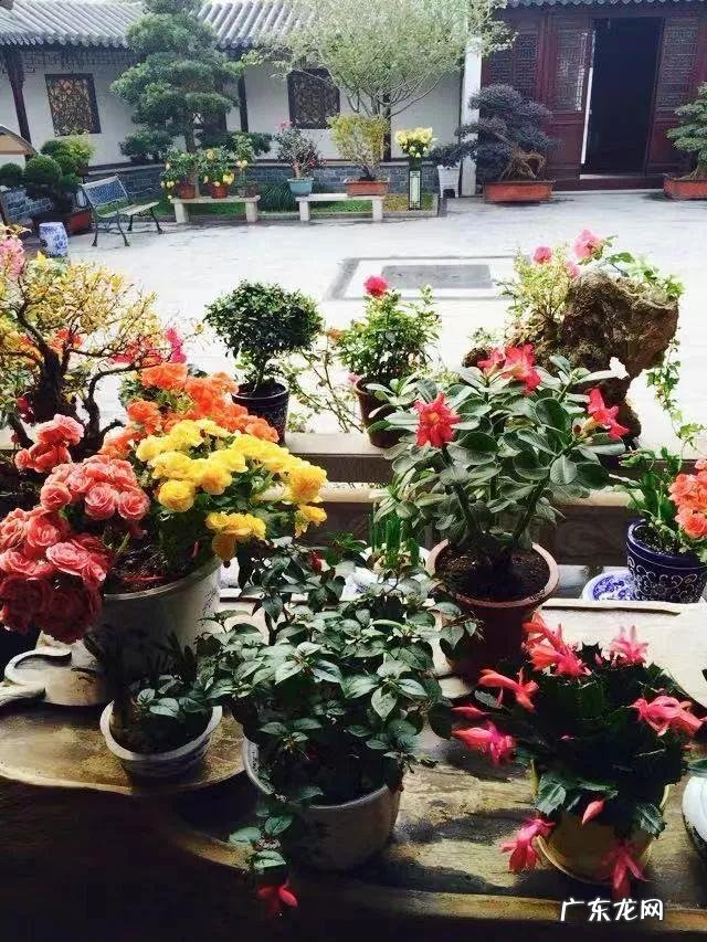 家飞进蛾子还下很多蛋风水