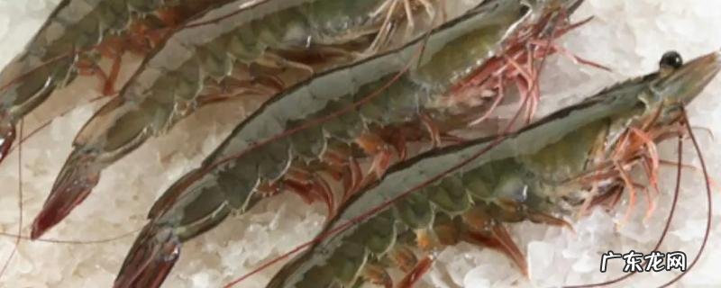 对虾养殖需要什么条件