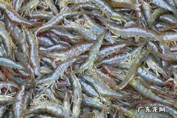 对虾养殖需要什么条件