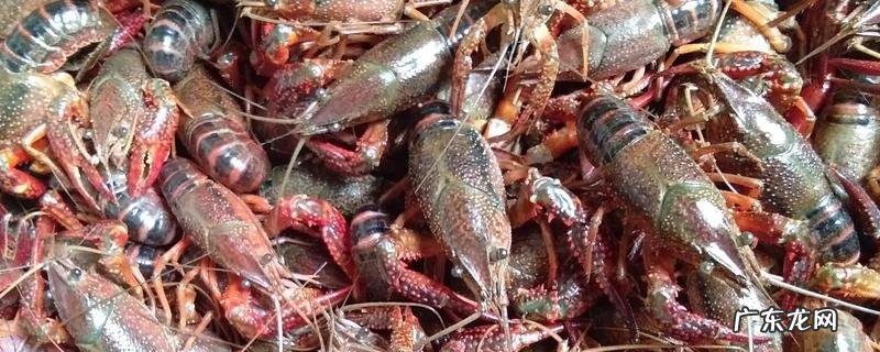 活虾要怎么养,如何保存活虾