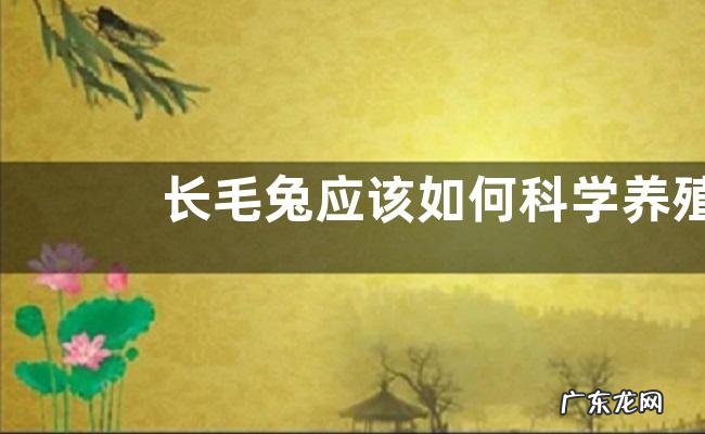 长毛兔应该如何科学养殖,需做好以下几点