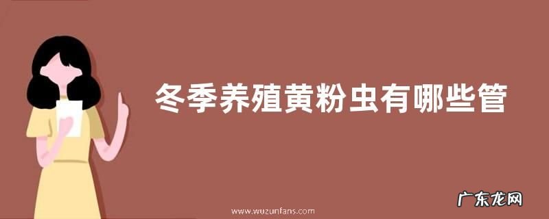 冬季养殖黄粉虫有哪些管理要点,如何选择黄粉虫虫种