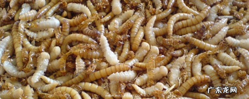 冬季养殖黄粉虫有哪些管理要点,如何选择黄粉虫虫种