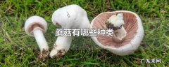 蘑菇有哪些种类