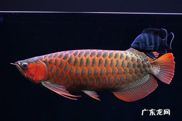 鱼缸上有龙的图案好吗 龙鱼缸的最佳尺寸风水