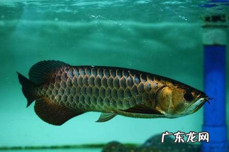 鱼缸上有龙的图案好吗 龙鱼缸的最佳尺寸风水