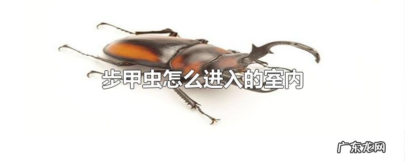 步甲虫怎么进入的室内