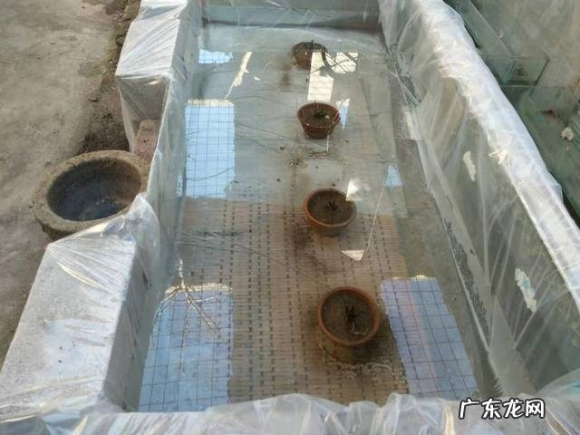 出租屋养金鱼风水好吗视频