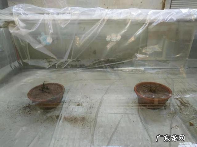 出租屋养金鱼风水好吗视频