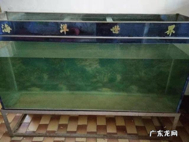 出租屋养金鱼风水好吗视频