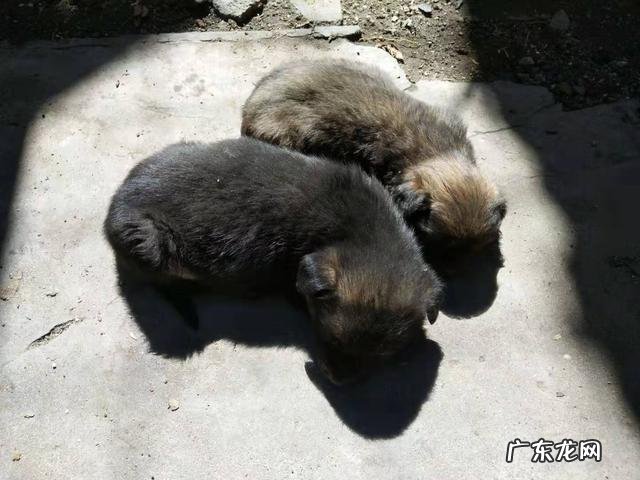 出租屋养金鱼风水好吗视频