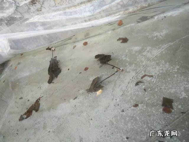 出租屋养金鱼风水好吗视频