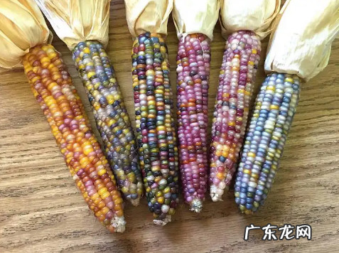彩色玉米是转基因还是杂交