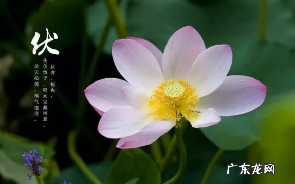 初伏吃什么食物好养生