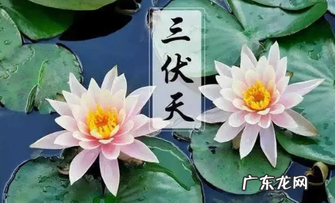 为什么三伏天排寒湿最好