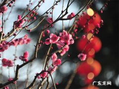 梅花煞推断法