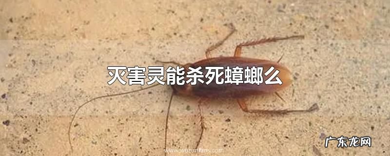 灭害灵能杀死蟑螂么