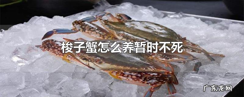 梭子蟹怎么养暂时不死