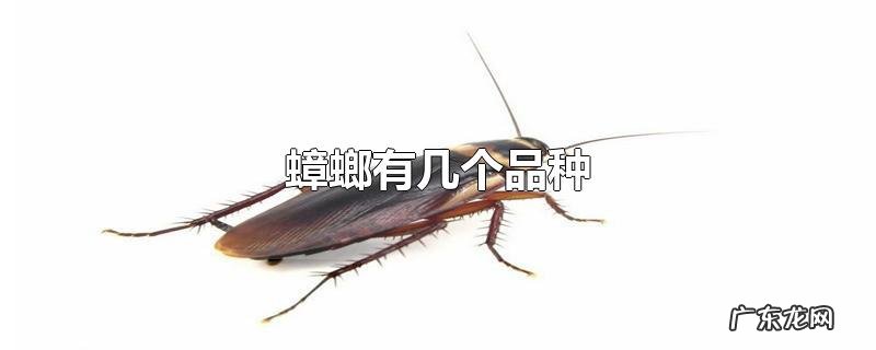 蟑螂有几个品种
