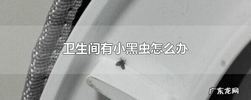 卫生间有小黑虫怎么办