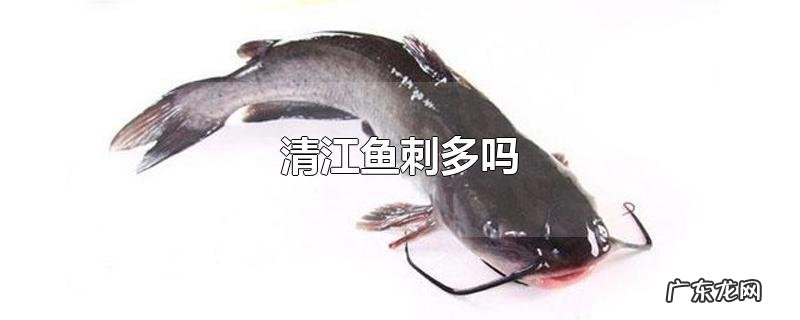 清江鱼刺多吗