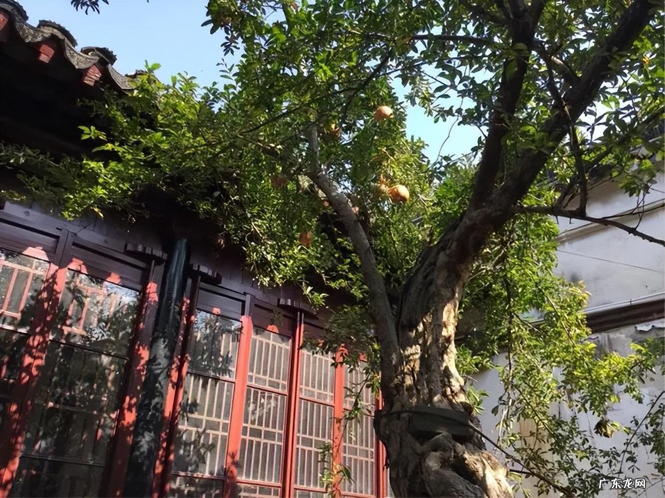 屋后种树风水 四周种树的风水讲究